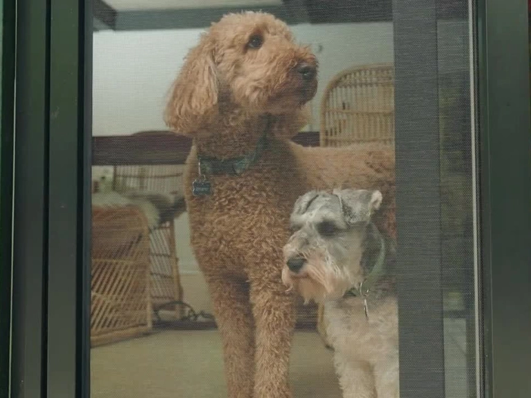 Etimesgut Stor Sineklik Tertemiz Hava Farkı